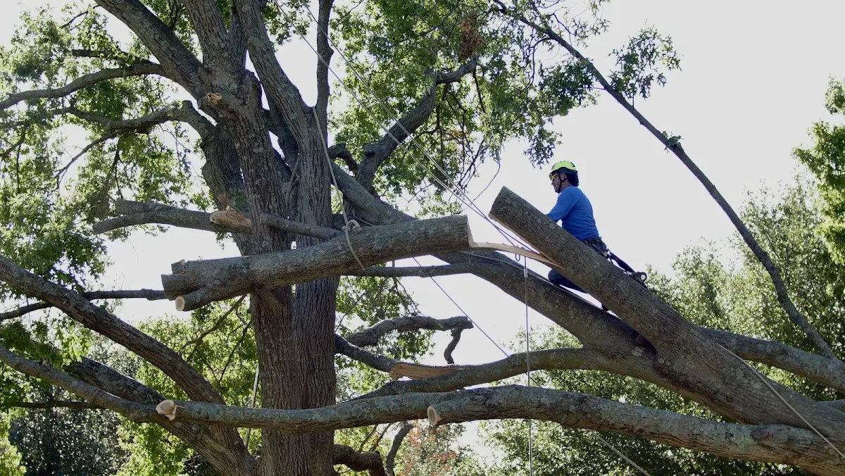 Professional Hazardous Tree Removal performed by certified arborists in Thompson