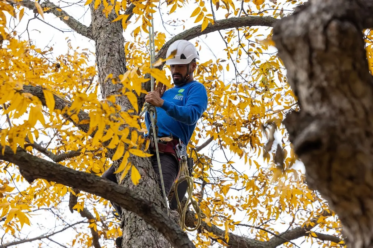 Skilled Tree Transplanting crew working in Thompson